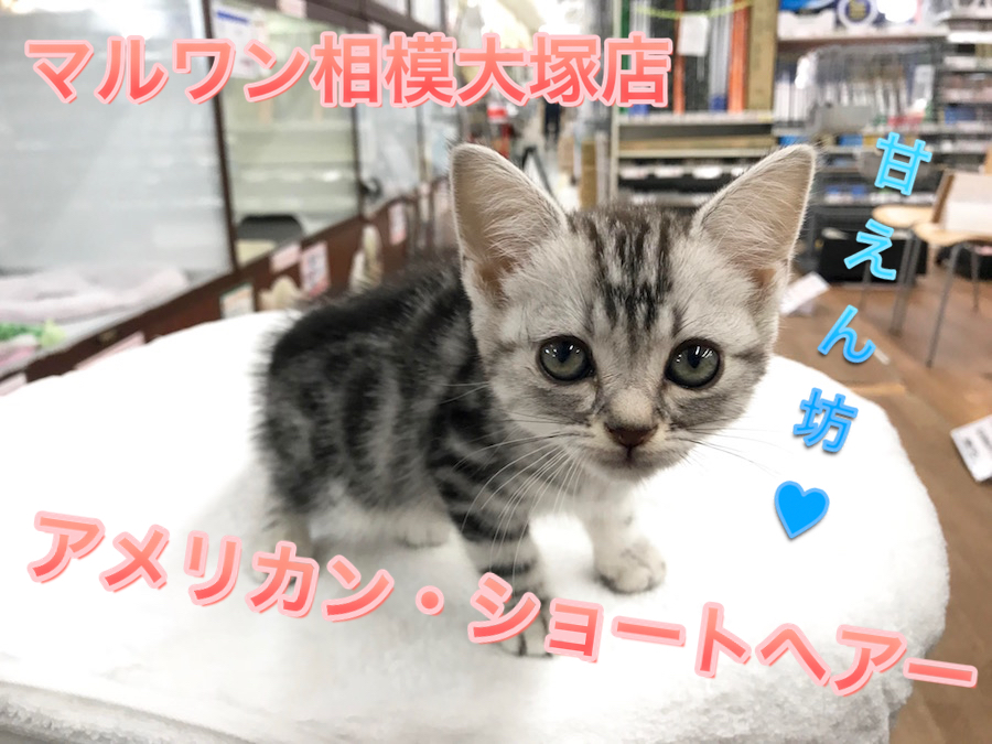 【アメリカンショートヘア】おねだり上手な甘えん坊♪抱っこされるのが好きニャ！：マルワン相模大塚店PIck UpベイビーNo.814454