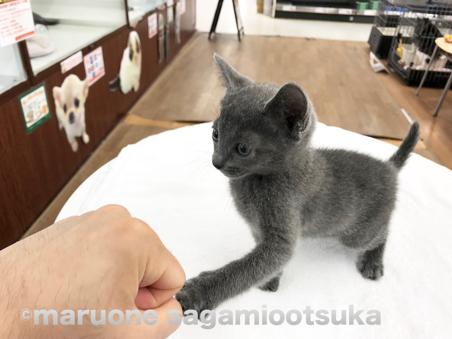 男前なロシブルくんとグータッチ | ロシアンブルー （814458） - ペットショップ マルワン相模大塚 神奈川県大和市