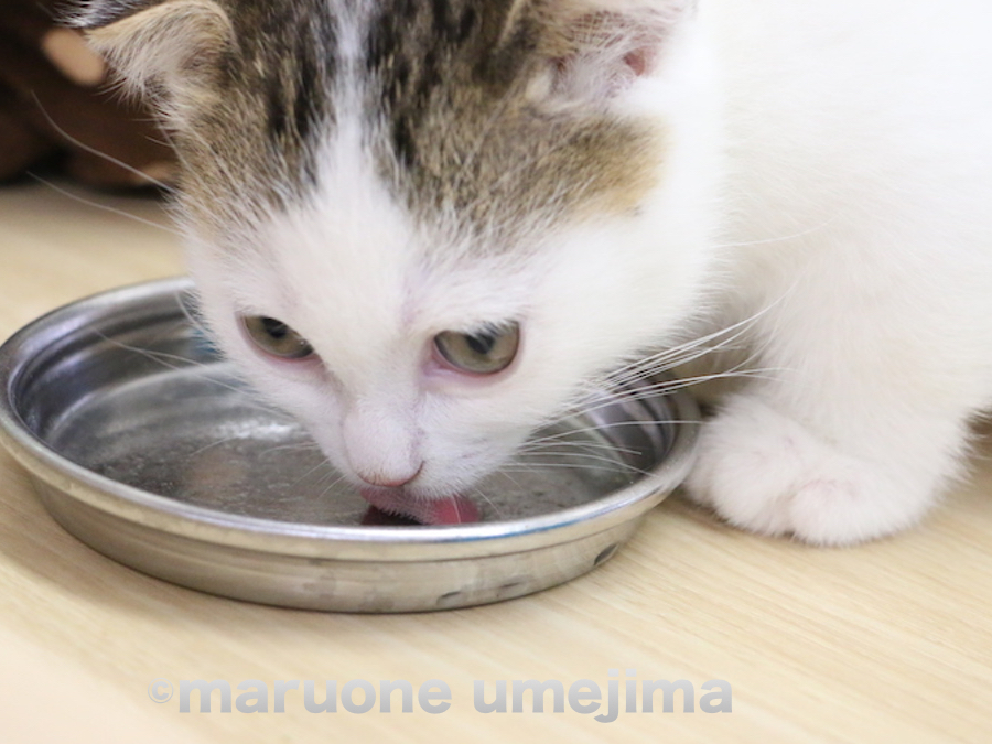 あっという間に完食！ 物欲しそうにお皿をぺろぺろ… | マンチカン （119106） - ペットショップ マルワン梅島 東京都足立区