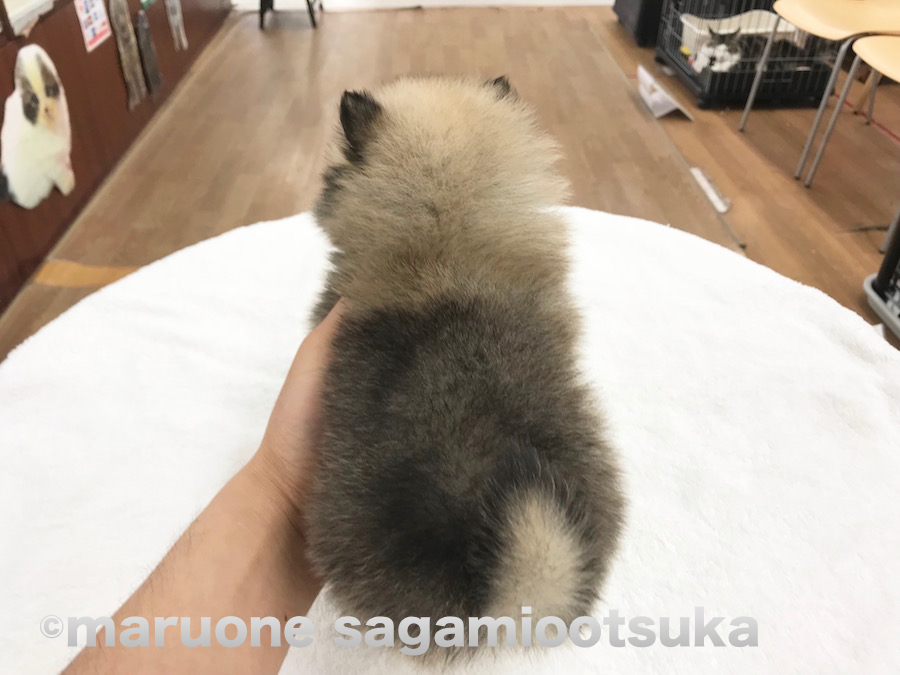 指が被毛に埋もれています（笑） | ポメラニアン （814459） - ペットショップ マルワン相模大塚 神奈川県大和市