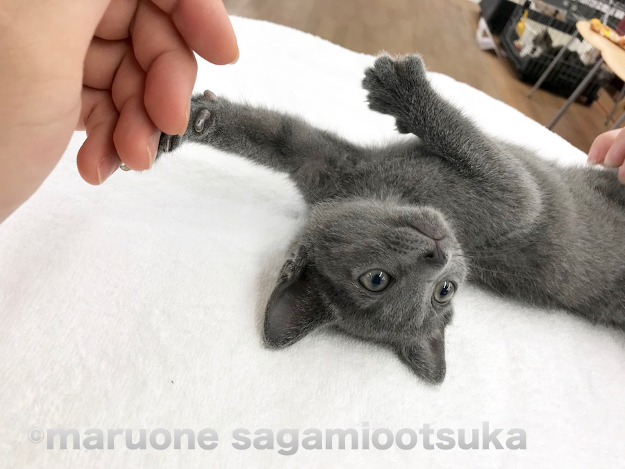 撫でられゴロゴロしだしちゃうロシブルくん | ロシアンブルー （814458） - ペットショップ マルワン相模大塚 神奈川県大和市