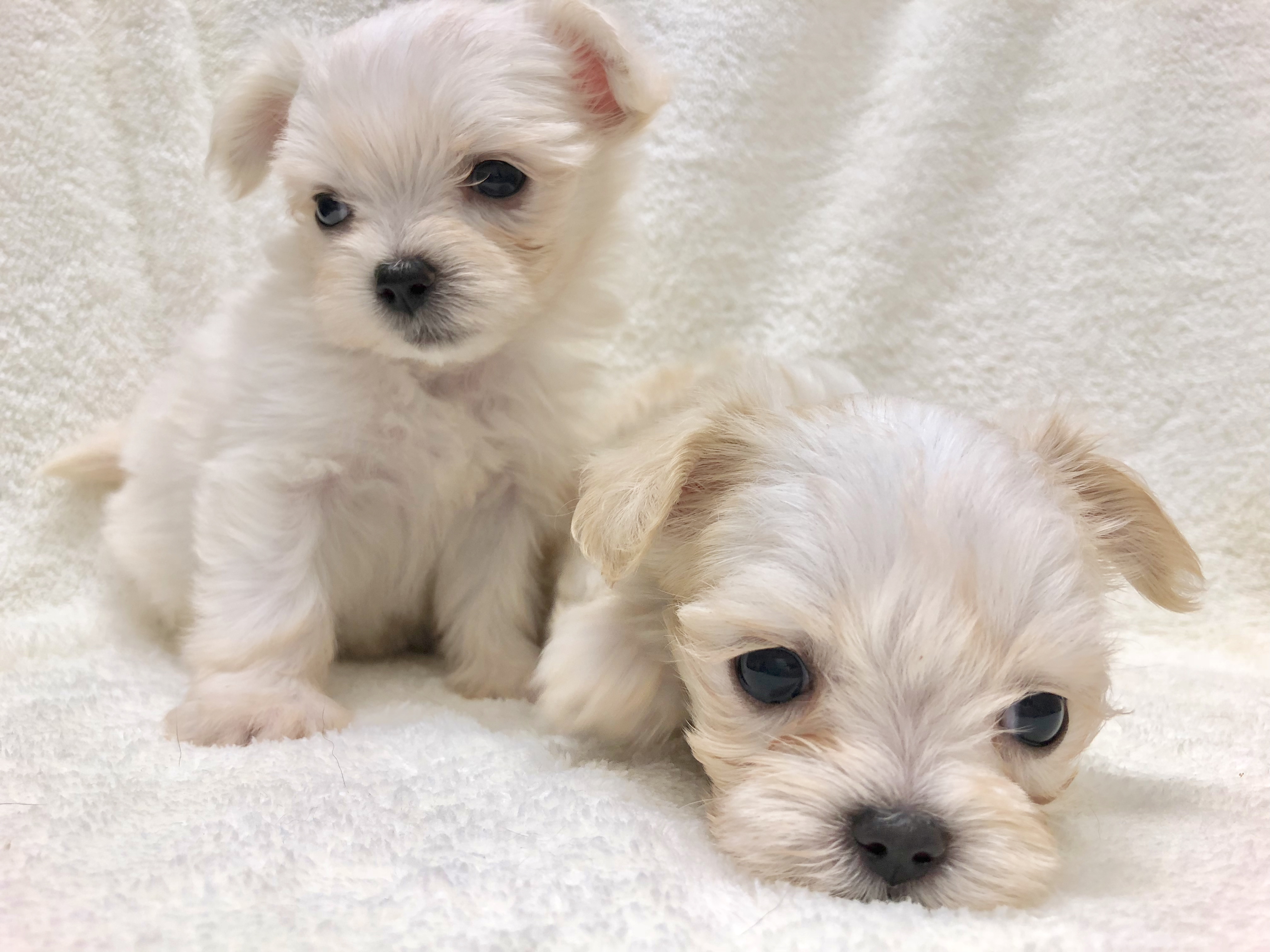 1人になるとお互いに呼び合うくらい仲良しなチワマル姉妹ちゃん | チワマル(父：チワワ 母：マルチーズ) 姉妹 （116238＆116239） - ペットショップ マルワン下丸子 東京都大田区