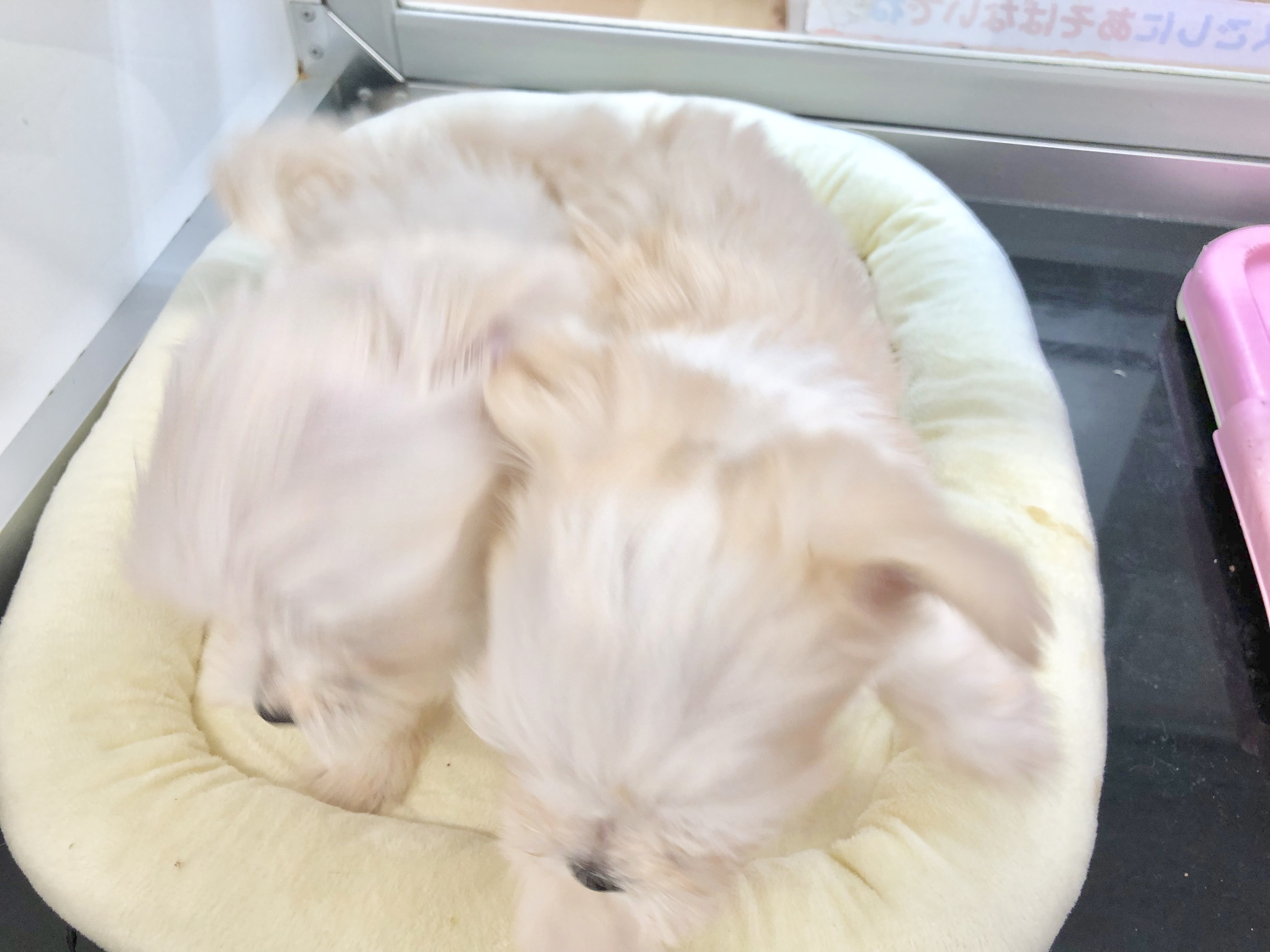 こっちに向かってダッシュ！ | チワマル(父：チワワ 母：マルチーズ) 姉妹 （116238＆116239） - ペットショップ マルワン下丸子 東京都大田区