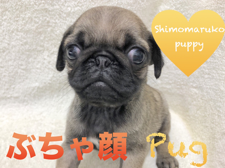 【パグ】シワの数は幸せの数？！癖になる可愛さにロックオン、現場からお写真多めでお届けします！：マルワン下丸子店オススメベイビーNo.116245