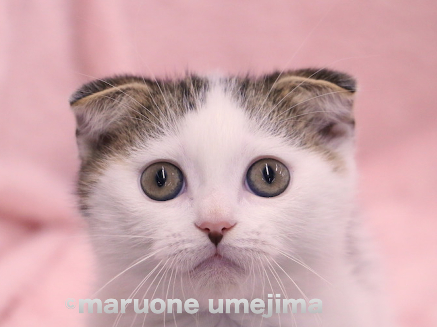 ボブのような模様 | マンチカン （119106） - ペットショップ マルワン梅島 東京都足立区