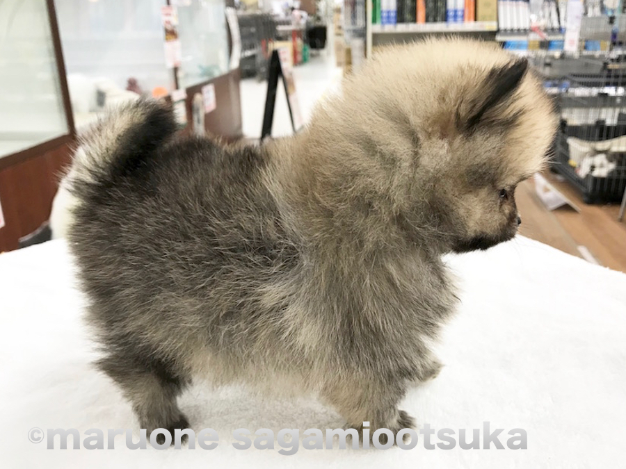 見てくださいこのモッフモフ！ | ポメラニアン （814459） - ペットショップ マルワン相模大塚 神奈川県大和市