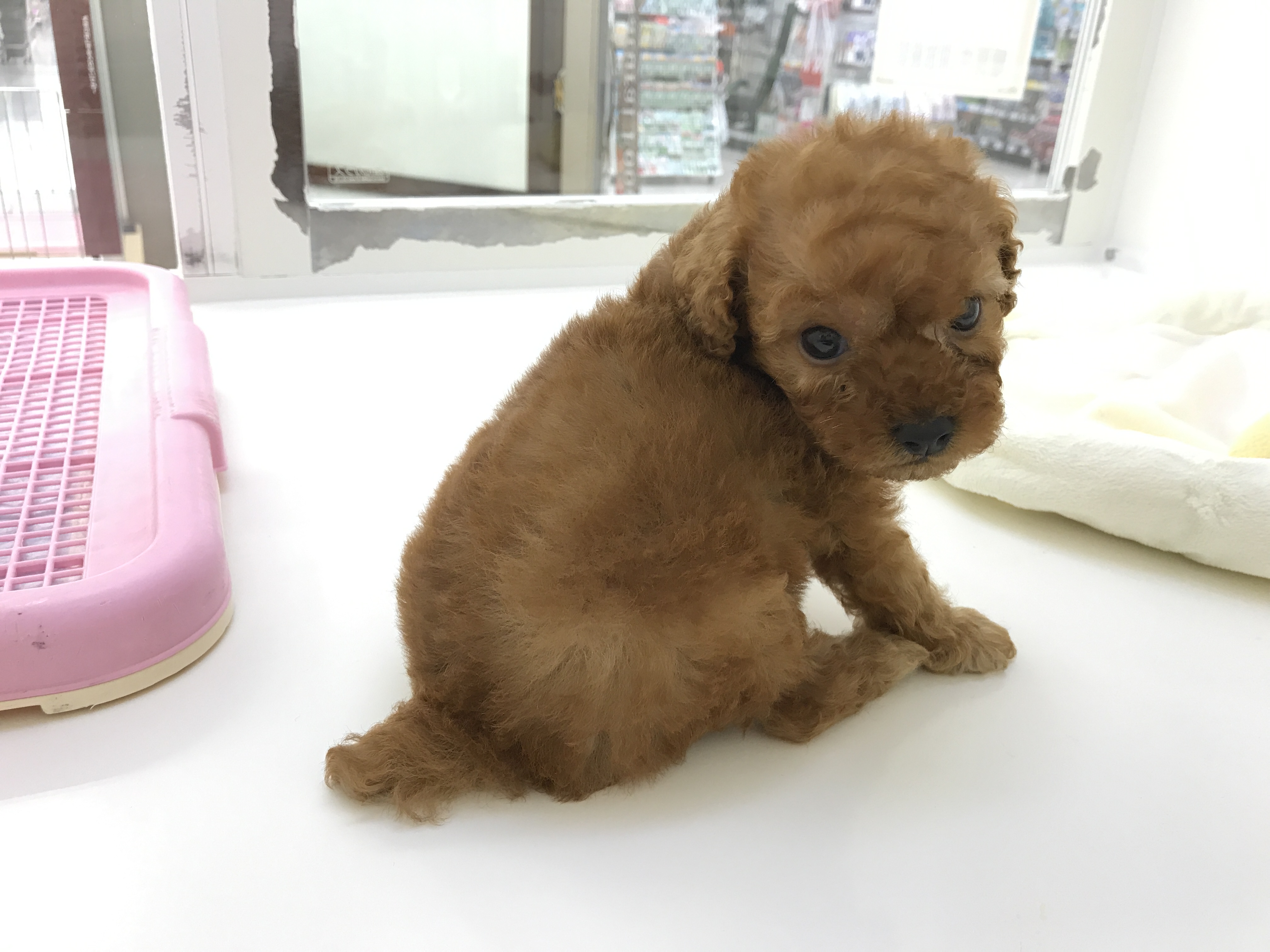 見返り美犬 | トイ・プードル （512522） - ペットショップ マルワン本羽田 東京都大田区