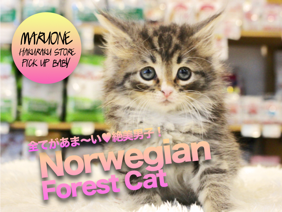 【ノルウェージャンフォレストキャット】超オススメ！ルックス・性格・仕草の全てがあま〜い北欧キャットがやってきた！:マルワン白楽店PICK UPベイビー！No.11556