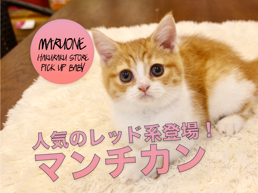 【マンチカン】大人気毛色のレッドタビー＆ホワイト！しかもとっても大きなアーモンドアイズの持ち主！！:マルワン白楽店PICK UPベイビーNo.11558