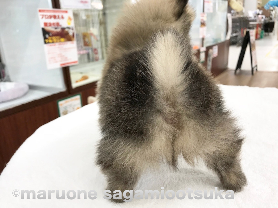 お尻の写真 | ポメラニアン （814459） - ペットショップ マルワン相模大塚 神奈川県大和市