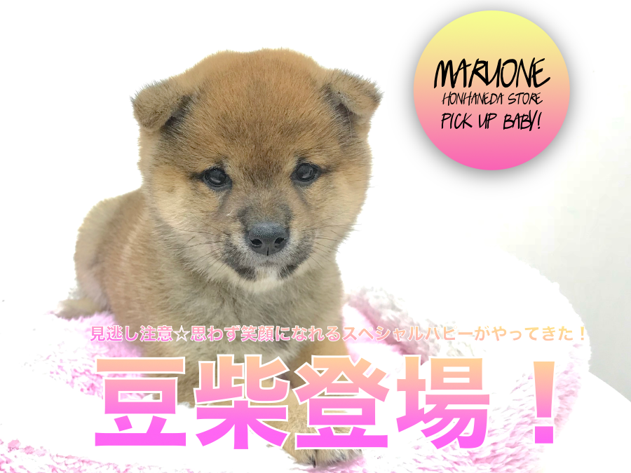 【豆柴】見逃し注意☆思わず笑顔になれるスペシャルパピーがやってきた！：マルワン本羽田店PICK UPベイビー！No.512527（東京都大田区）