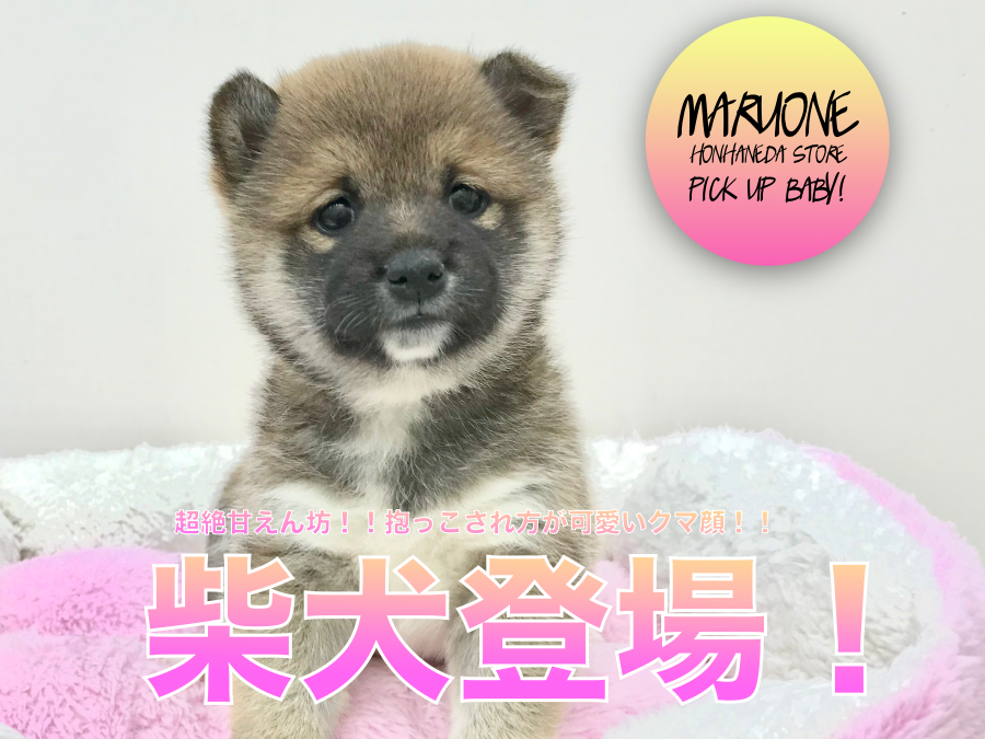 【柴犬】超絶甘えん坊！！抱っこされ方が可愛いクマ顔柴ちゃん！！：マルワン本羽田店PICK UPベイビー！No.512529（東京都大田区）