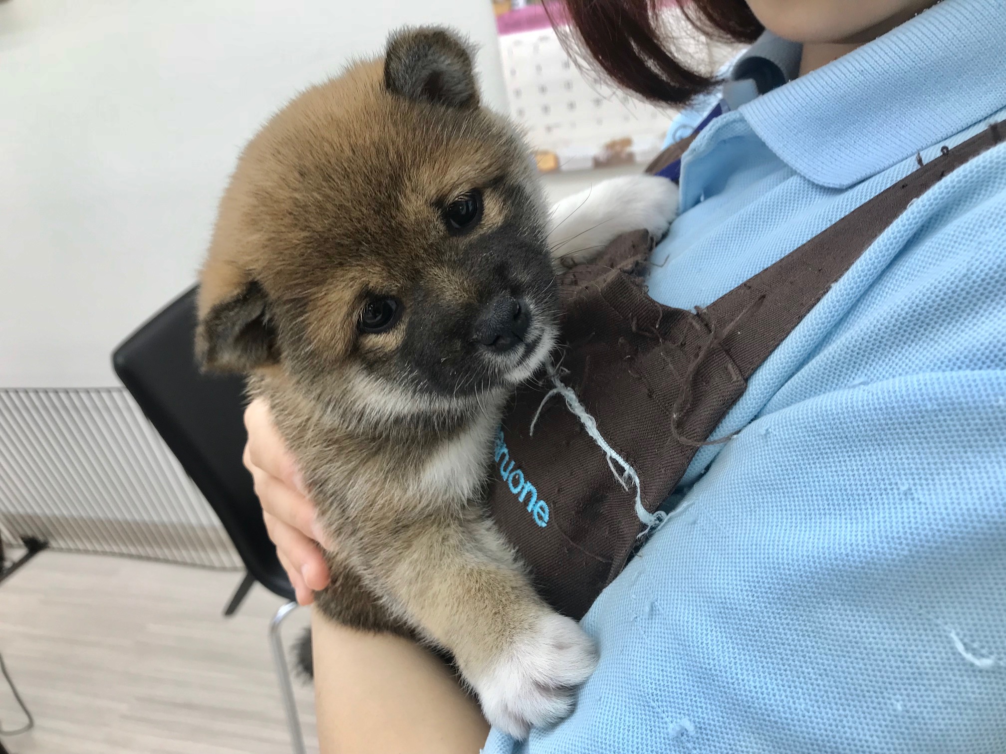  | 柴犬 （512529） - ペットショップ マルワン本羽田 東京都大田区