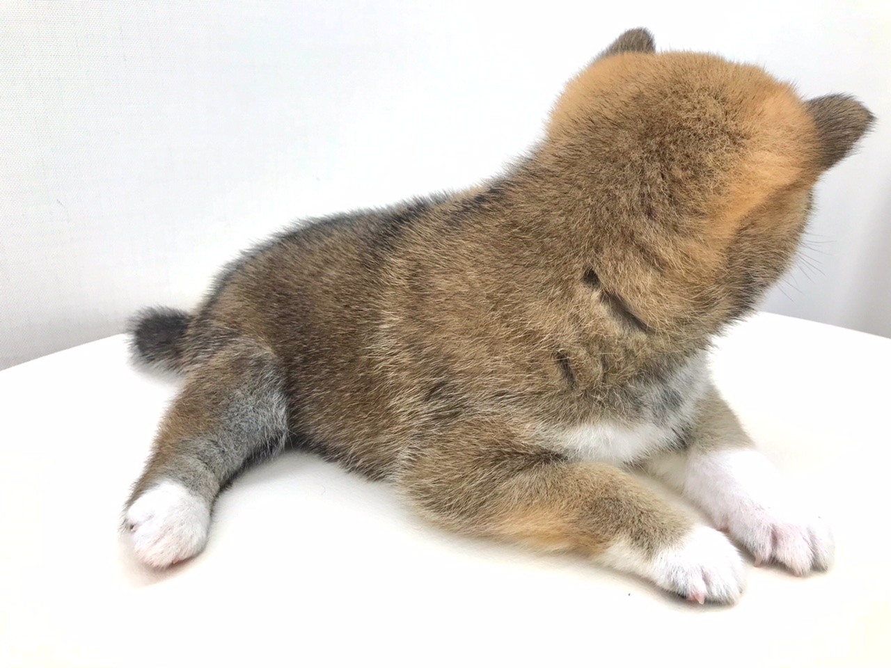 靴下はいてるよ！ | 柴犬 （512529） - ペットショップ マルワン本羽田 東京都大田区