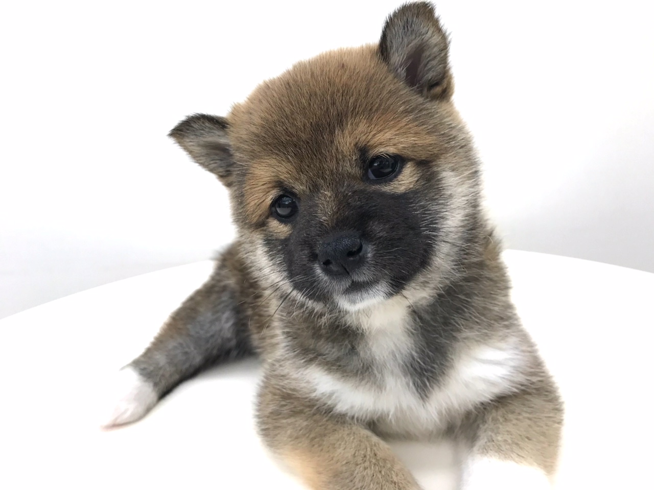 この柴ちゃん、困り顔？？？ | 柴犬 （512529） - ペットショップ マルワン本羽田 東京都大田区