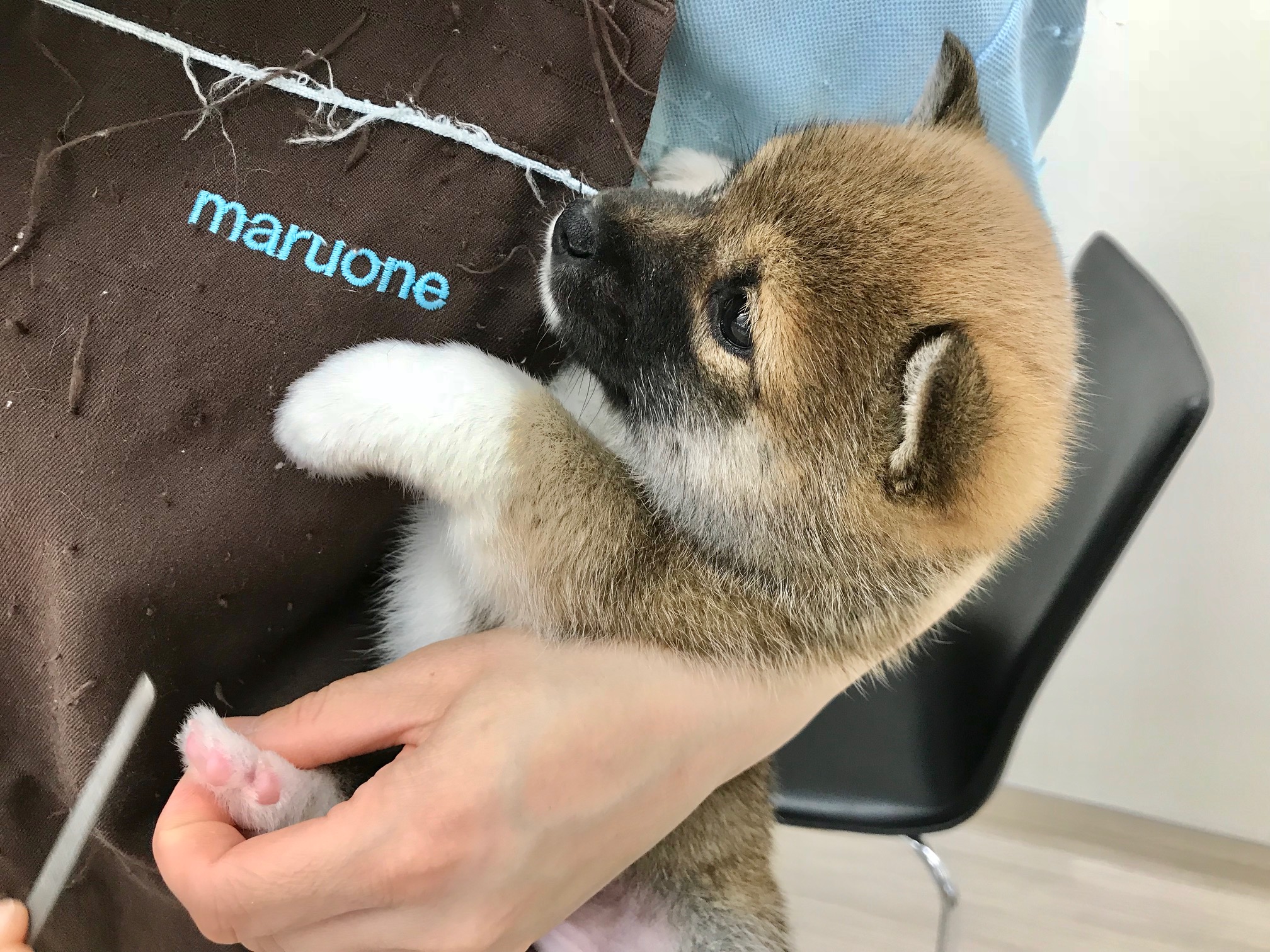 入店して初めてのグルーミングタイム！ | 柴犬 （512529） - ペットショップ マルワン本羽田 東京都大田区