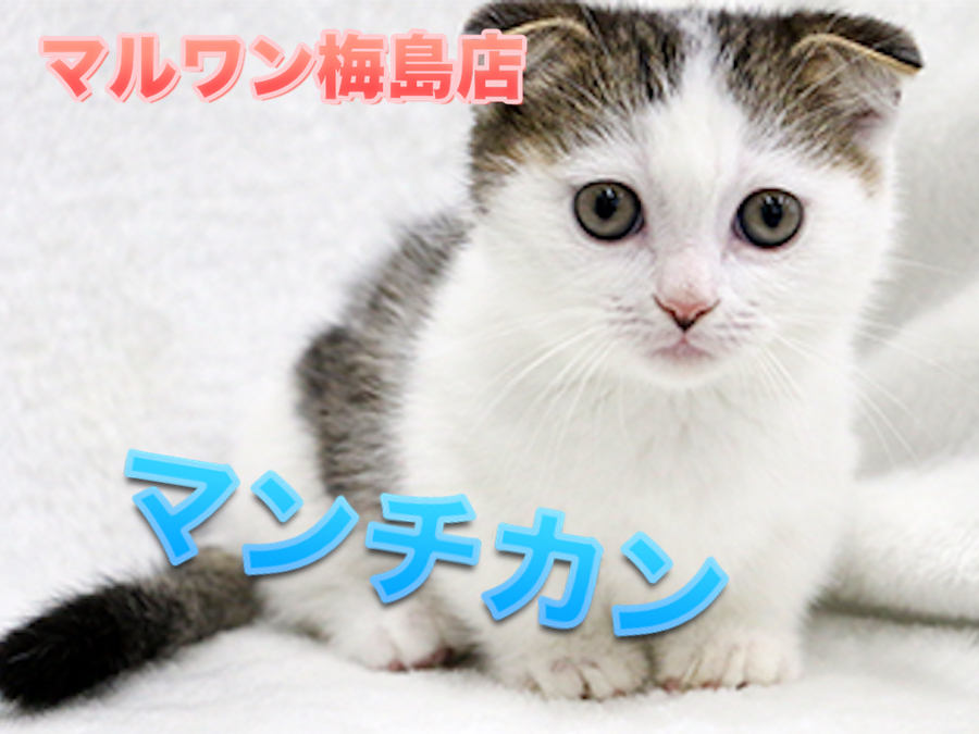 【マンチカン】天は二物を与えた！！？2つのチャームポイントを持つレアキャット！：マルワン梅島店Pick UpベイビーNo.119106
