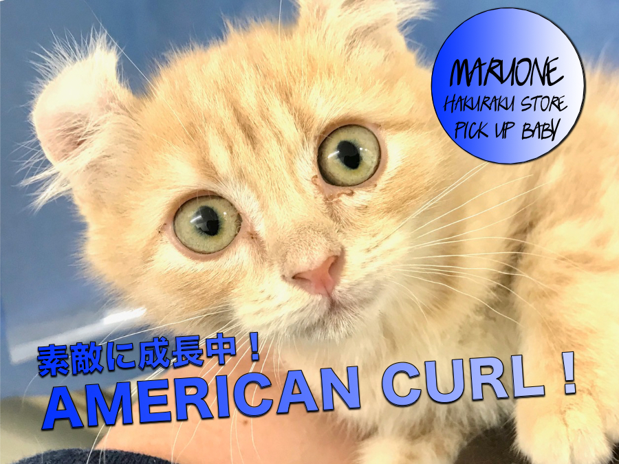 【アメリカンカール】素敵に成長！お手入れ名人のカールちゃん特集第二弾！：鎌ヶ谷店PICK UPベイビー！117148