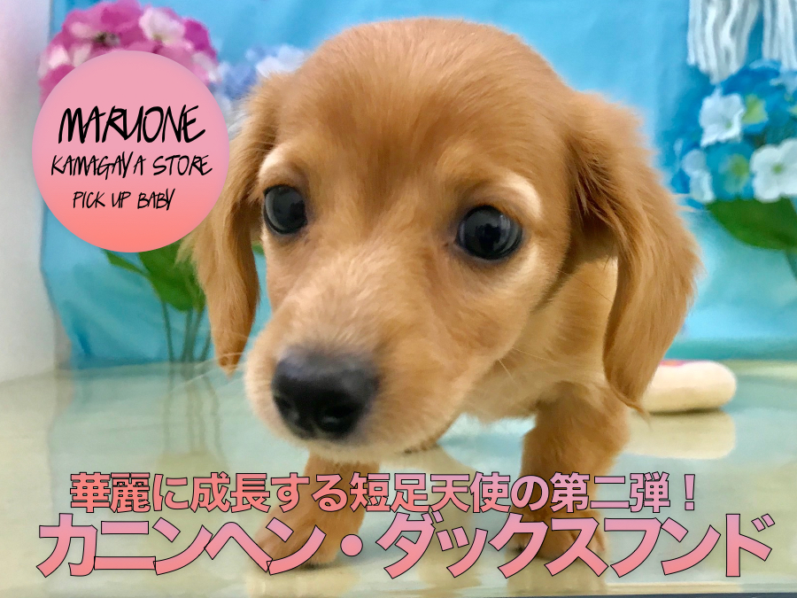 【カニンヘン・ダックスフント】華麗に成長する小さめ短足天使の第二弾♪その成果をご覧あれ！：鎌ヶ谷店PICKUPベイビーNo．117150