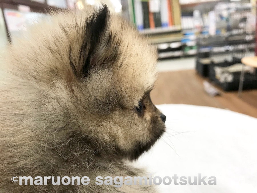 マズル（鼻）短っ！！ | ポメラニアン （814459） - ペットショップ マルワン相模大塚 神奈川県大和市