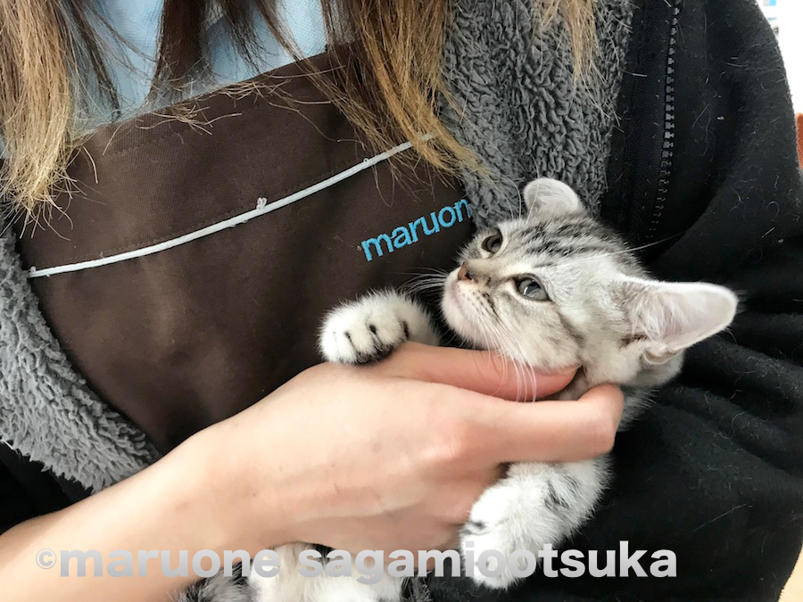 目をとろ～んとさせながらうっとり顔 | アメリカンショートヘア （814454） - ペットショップ マルワン相模大塚 神奈川県大和市