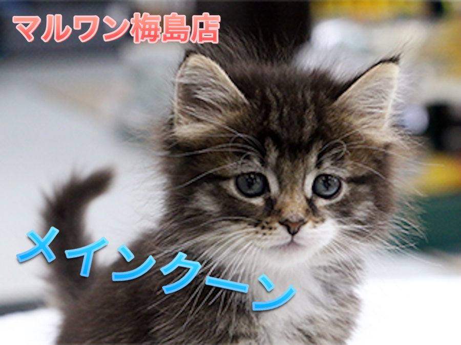【メインクーン】吸い込まれそうな瞳！温和で甘えん坊な心優しいジャイアントキャット：マルワン梅島店Pick UpベイビーNo.119103