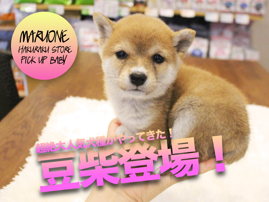 【豆柴】超絶カワイイ極小の柴犬がやってきた！鮮やかな赤色がとっても綺麗！:マルワン白楽店Pickupベイビー！No.11559