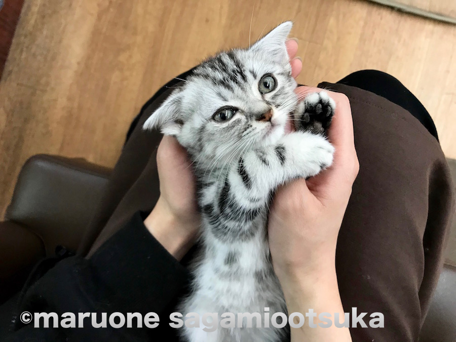 膝上でマッサージ | アメリカンショートヘア （814454） - ペットショップ マルワン相模大塚 神奈川県大和市