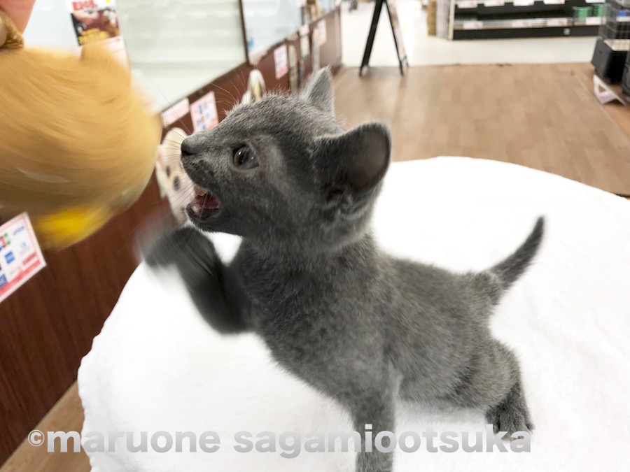 気合十分のパンチ | ロシアンブルー （814458） - ペットショップ マルワン相模大塚 神奈川県大和市