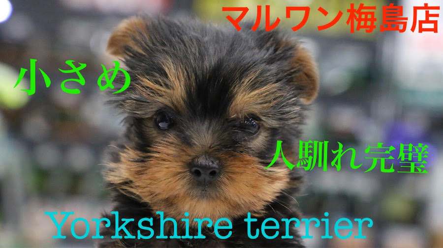 【ヨークシャーテリア】小さい宝石！成長とともに色が変わる！？Jewelry Dog!：マルワン梅島店Pick UpベイビーNo.119101