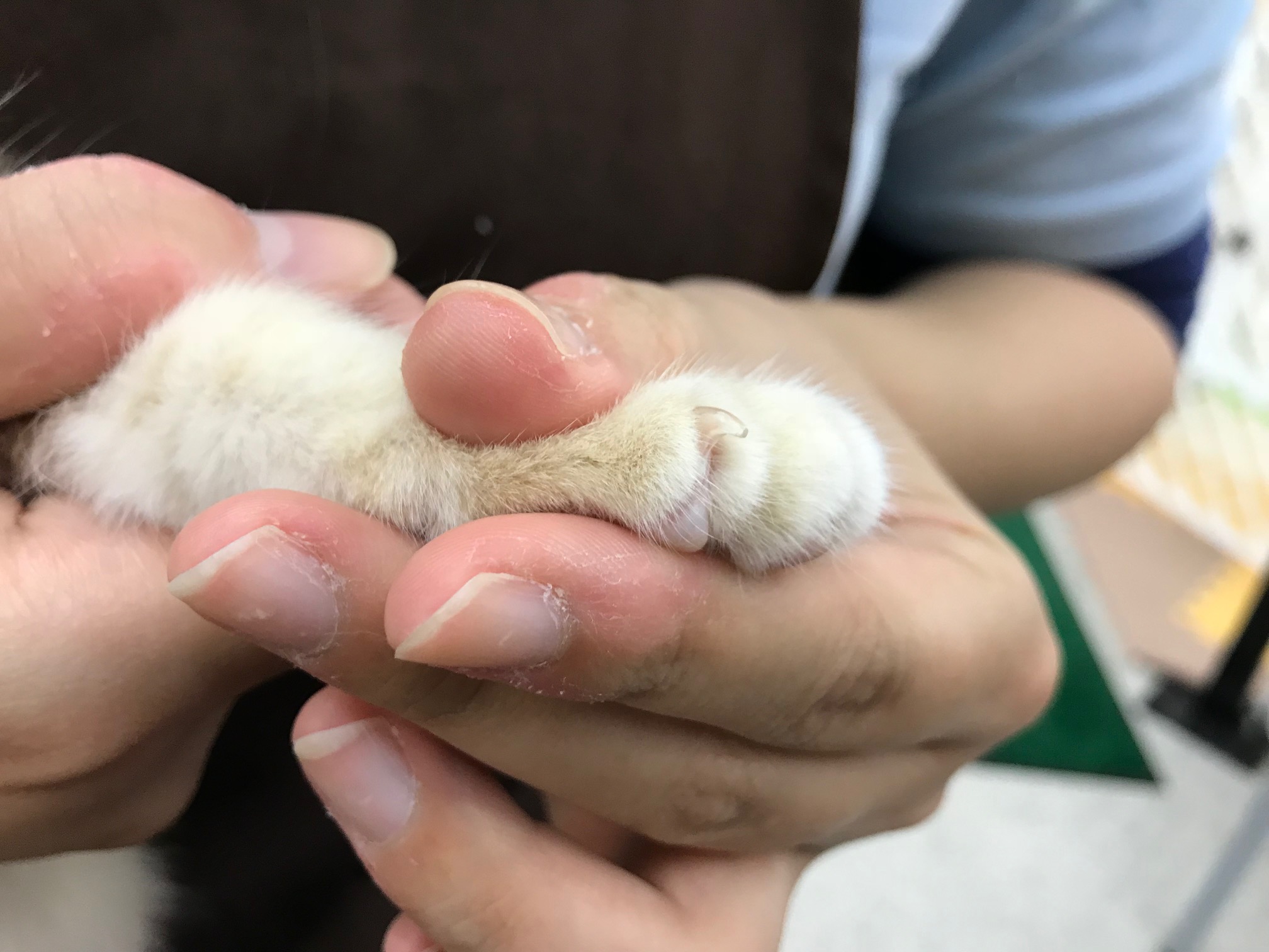 爪が出ます | 【猫ちょこっと豆知識】 マルワン鎌ヶ谷店編