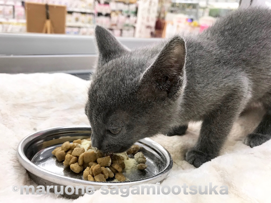ご飯を一生懸命食べるロシブルくん | ロシアンブルー （814458） - ペットショップ マルワン相模大塚 神奈川県大和市
