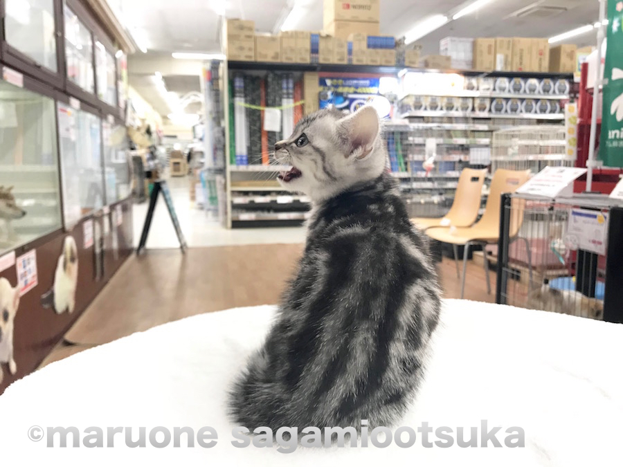 お顔から胸元は白の多めなカラーに対して首から背中にかけては黒とシルバーの縞模様がしっかり入っています | アメリカンショートヘア （814454） - ペットショップ マルワン相模大塚 神奈川県大和市