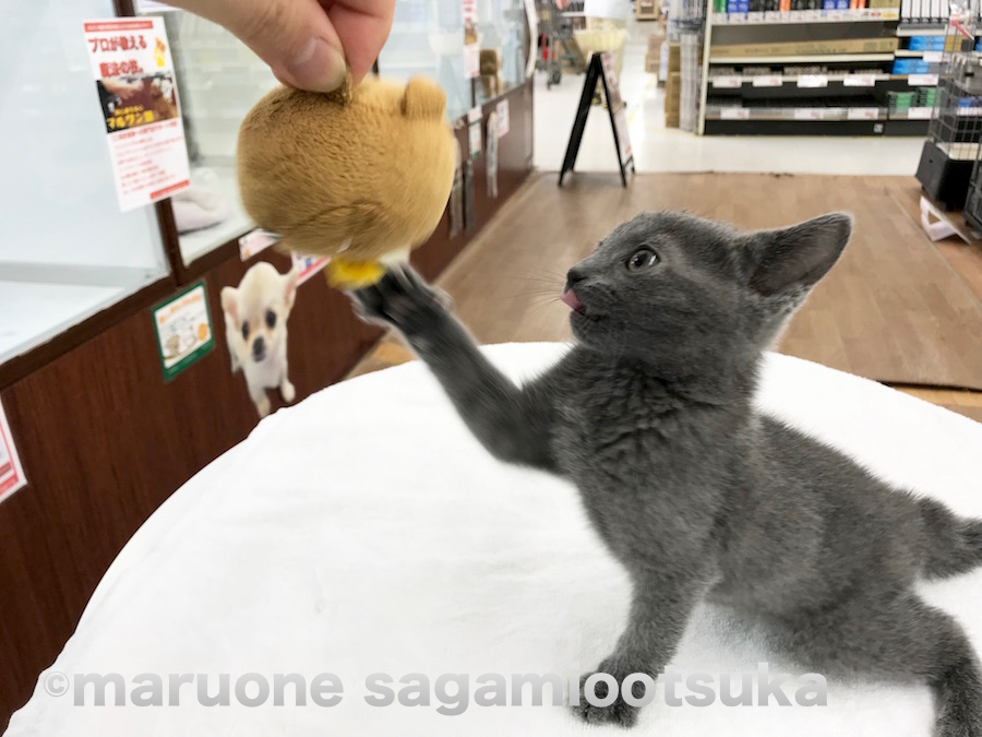 『よ～し！遊ぶにゃ！』とやる気満々 | ロシアンブルー （814458） - ペットショップ マルワン相模大塚 神奈川県大和市