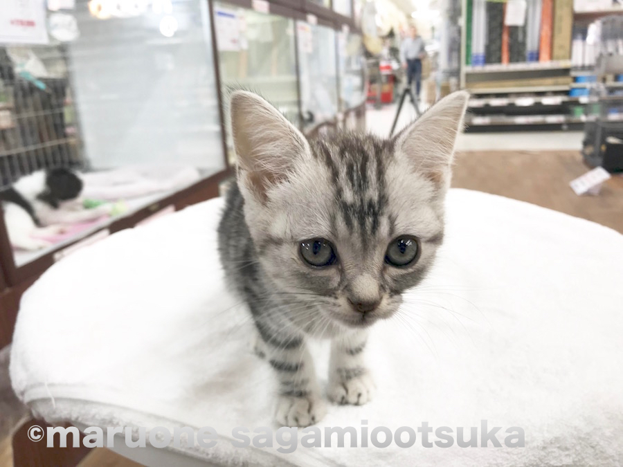アメリカンショートヘア （814454） - ペットショップ マルワン相模大塚 神奈川県大和市