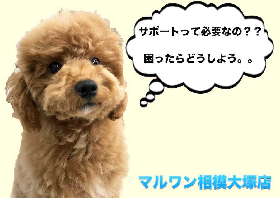 【お役立て情報】飼い主様サポートの必要性と重要性。安心が幸せへの第一歩！：マルワン相模大塚店