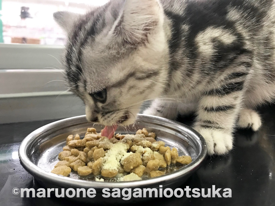 大好きなご飯の時間♪ | アメリカンショートヘア （814454） - ペットショップ マルワン相模大塚 神奈川県大和市