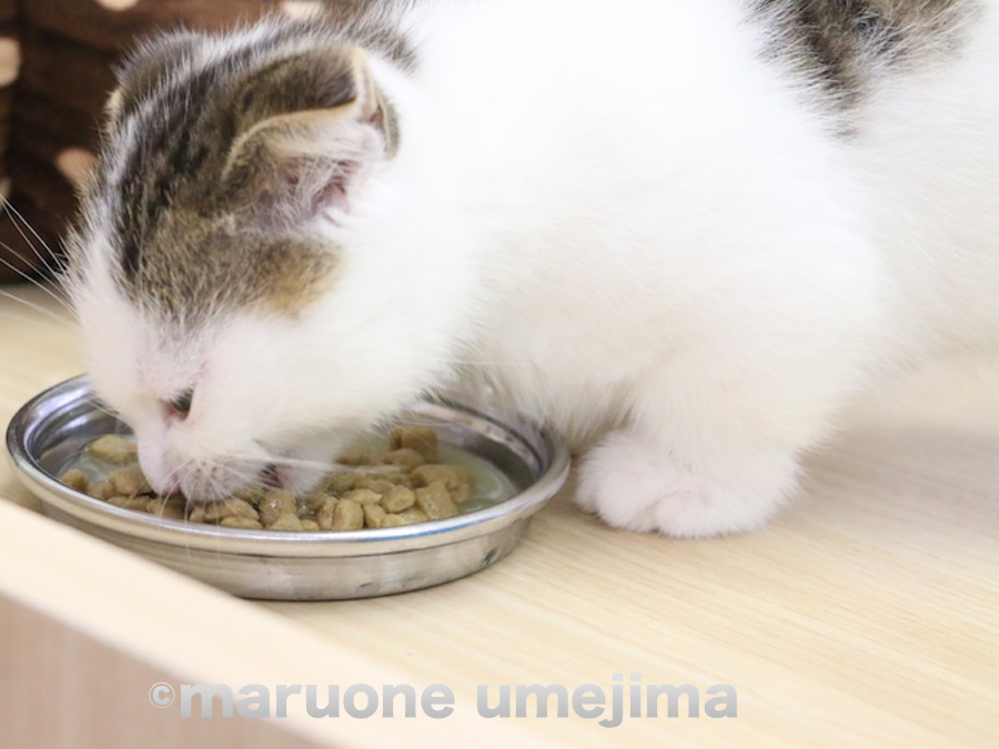 ご飯タイムのお写真 | マンチカン （119106） - ペットショップ マルワン梅島 東京都足立区
