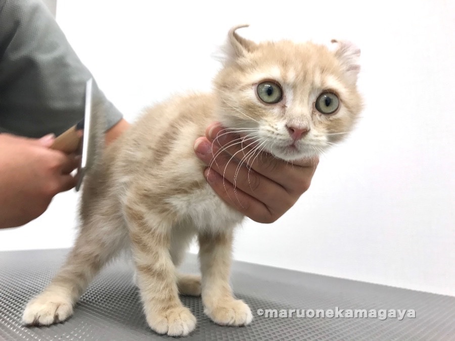 お手入れも余裕でクリア！ゴキゲンな甘えんボーイ | アメリカンカール - ペットショップ マルワン鎌ヶ谷 千葉県鎌ヶ谷市北初富