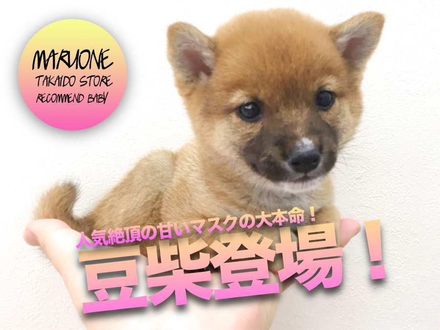 【豆柴】見逃し注意!!甘いマスクの「本家豆柴」がやってきました！：高井戸店オススメベイビーNo.130027