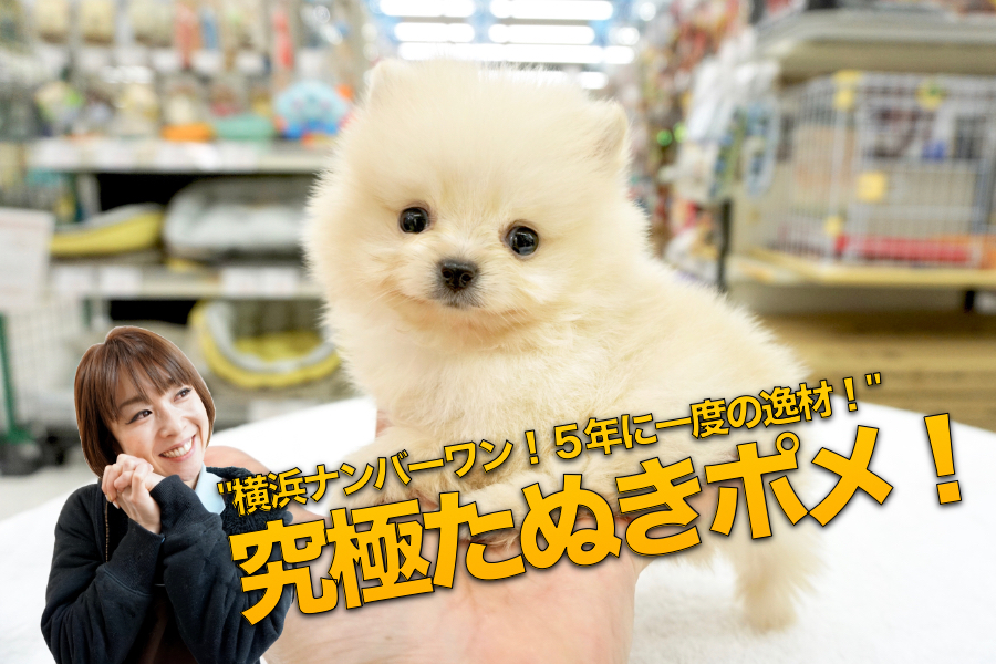 【極小ポメラニアン】横浜ナンバーワン！5年に一度の逸材！驚異の体重370gの史上最美「白たぬきポメ」がワンコの聖地大倉山に出現！：マルワン大倉山店No6130693