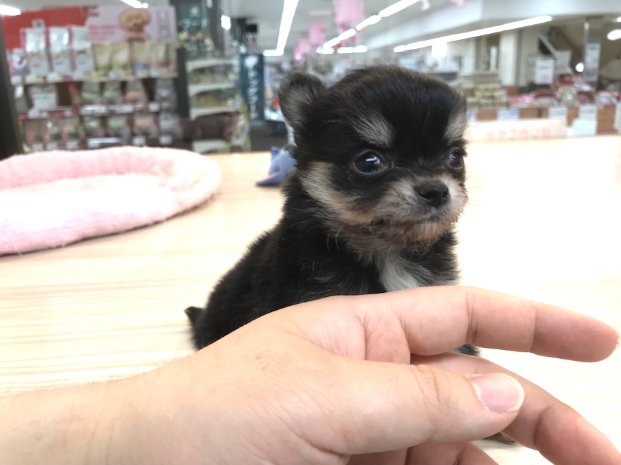 チワワ（極小サイズ） - ペットショップ マルワン今宿 神奈川県横浜市旭区