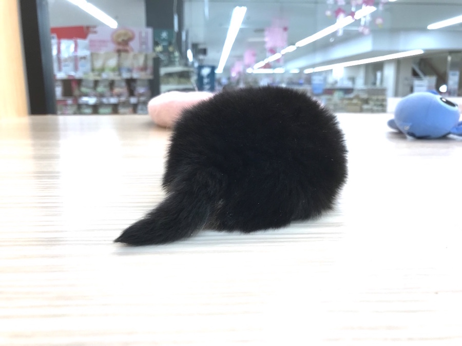 あなたのご来店をお待ちしております！ | チワワ（極小サイズ） - ペットショップ マルワン今宿 神奈川県横浜市旭区