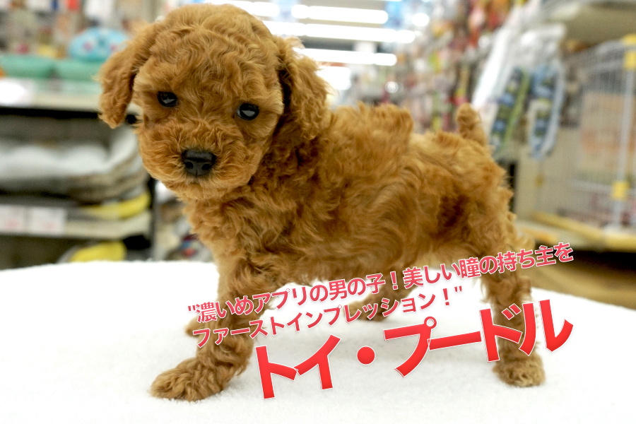 【トイ・プードル】濃いめアプリの男の子！美しい瞳の持ち主をファーストインプレッション！：ペットショップ マルワン大倉山店PICK UPベイビー！No.6130690