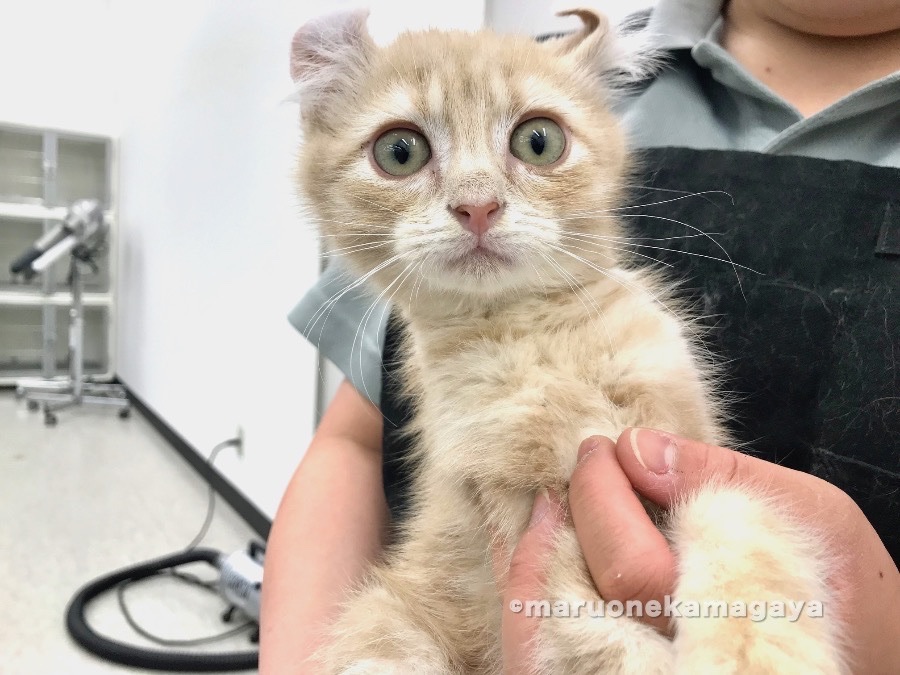 抱っこも大好き！ | アメリカンカール - ペットショップ マルワン鎌ヶ谷 千葉県鎌ヶ谷市北初富