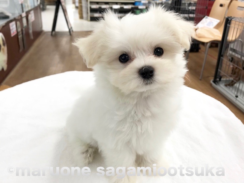 ホワイトの被毛に真っ黒な瞳とお鼻が光り輝くマルプーちゃん | マルチーズ×トイ・プードル（通称：マルプー） - ペットショップ マルワン相模大塚 神奈川県大和市
