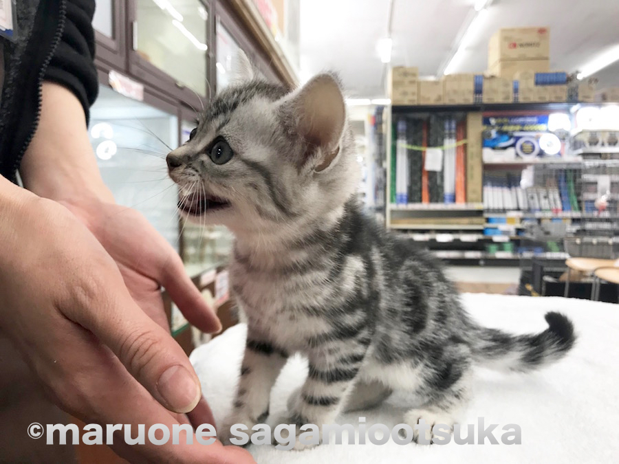 『抱っこしてぇ～♪』 | アメリカンショートヘア （814454） - ペットショップ マルワン相模大塚 神奈川県大和市