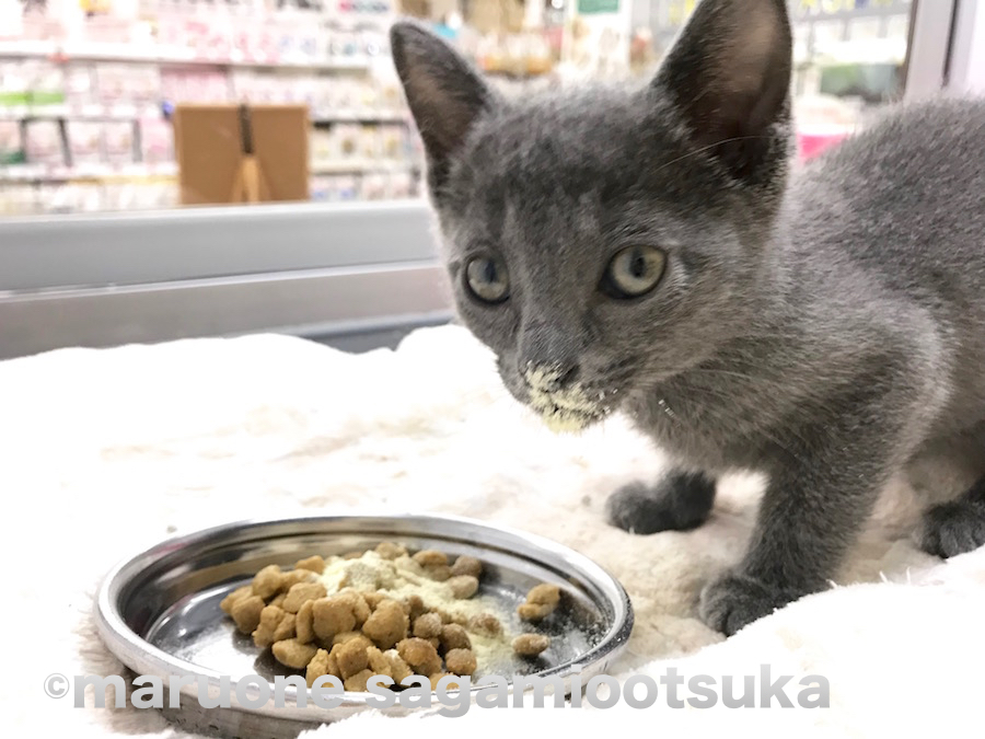 お口にミルクがついています（笑） | ロシアンブルー （814458） - ペットショップ マルワン相模大塚 神奈川県大和市