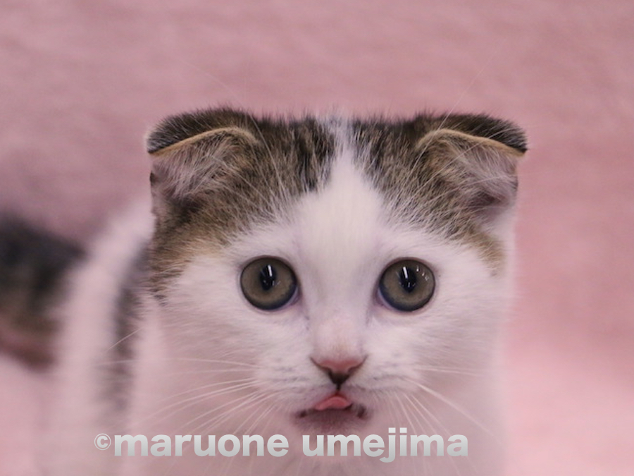 舌をしまい忘れたマンチカンくん | マンチカン （119106） - ペットショップ マルワン梅島 東京都足立区