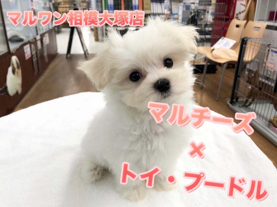 【MIX犬（マルプー）】マルチーズ×トイ・プードルのハイブリッド！オンリーワンのチャームポイントと今日からできるペットが心を開いてくれる方法を大公開♪：マルワン相模大塚店Pick UpベイビーNo.814457